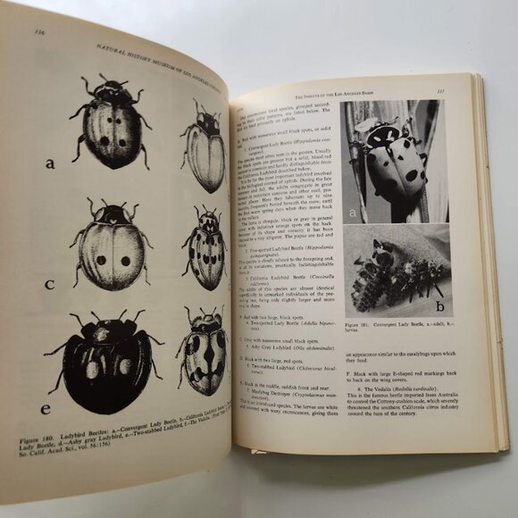 The Insects of the Los Angeles Basin Vintage Book by Charles L. Hogue 19… - Picture 11 of 16